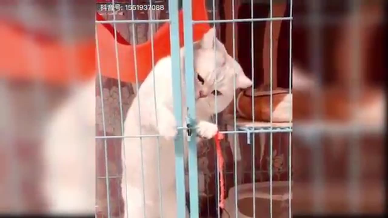 Cute cats