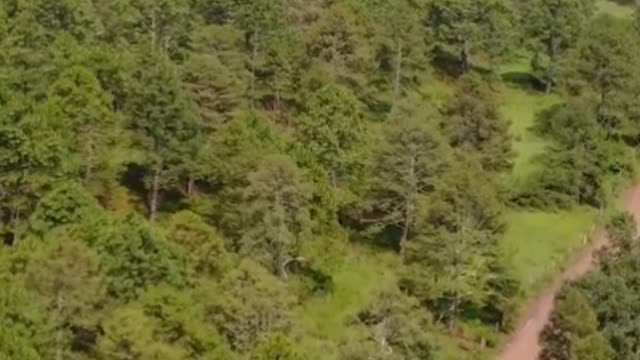 Dirt road that crosses a forest from above