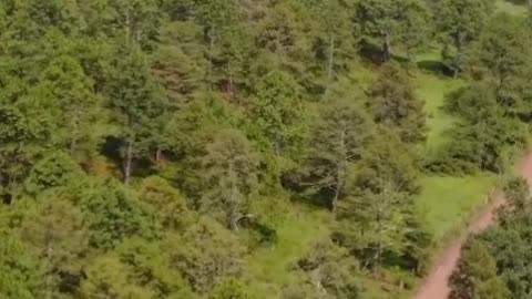 Dirt road that crosses a forest from above