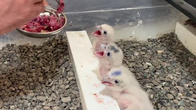 Gyrfalcons Getting Fed