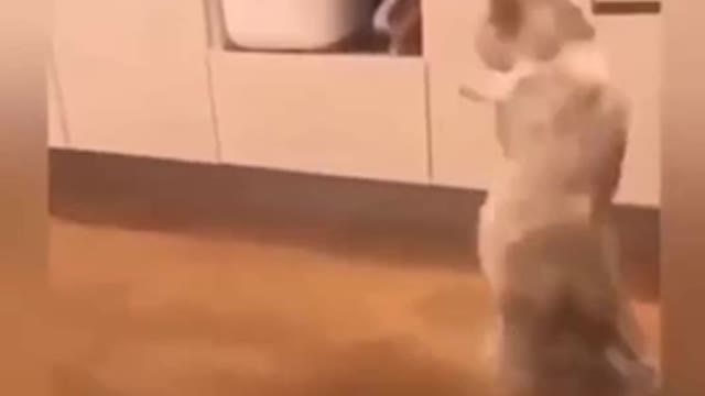 how to prank your catπ₯°πππ