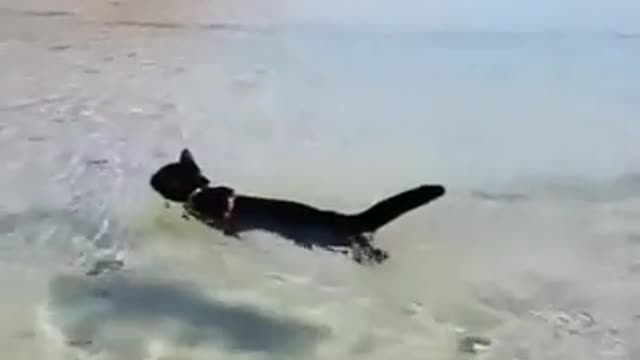 Daddy you forgot me | Cute cat trying to swim