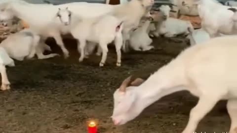Goat sniffing candles – is this the legendary sheep mentality in action