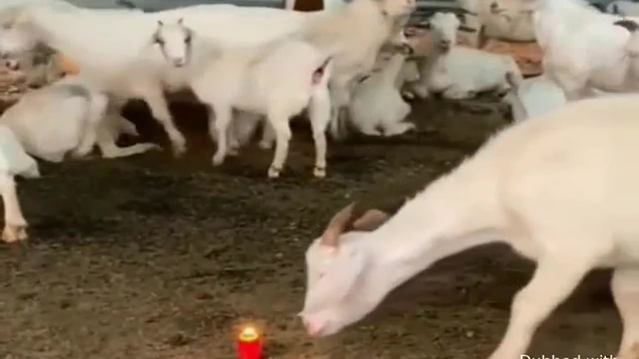 Goat sniffing candles – is this the legendary sheep mentality in action