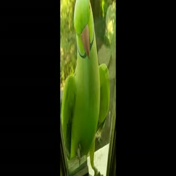 Cute Beautiful funny Parrot