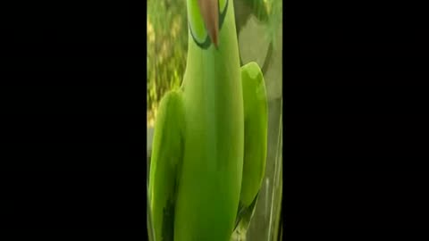 Cute Beautiful funny Parrot