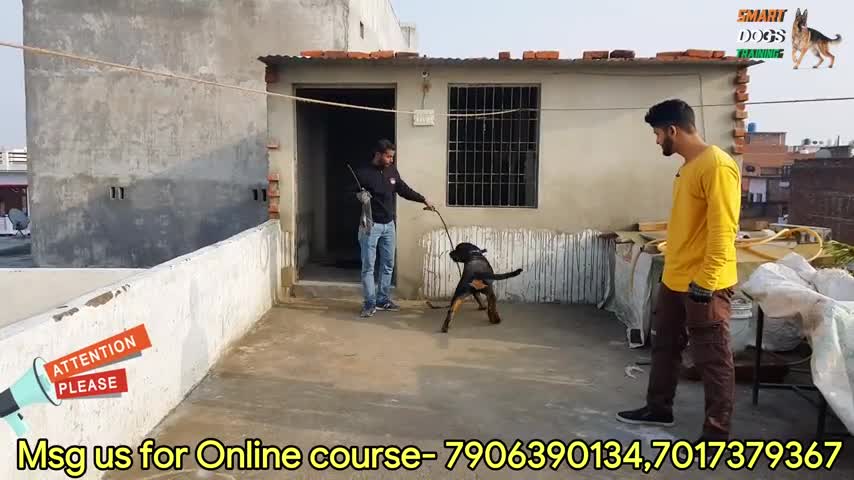 Dog Training