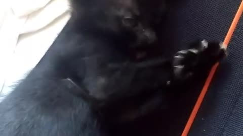 Small Cute Blacky Kitten Just woke up from her Bed