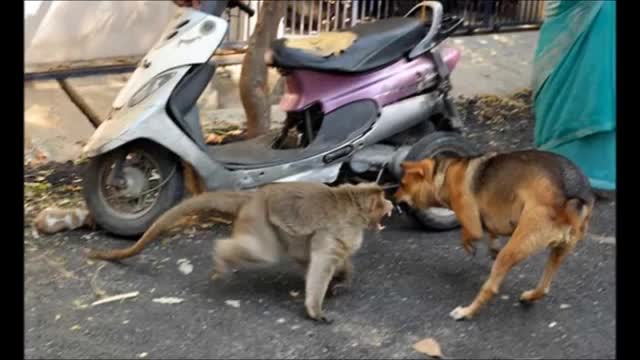 Macaco adopts a buggy.