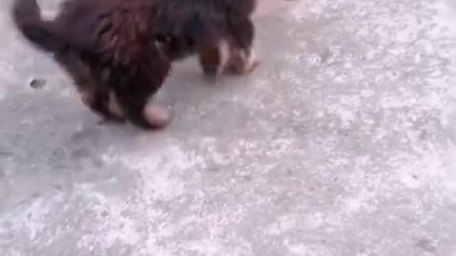 Two cute puppies playing together