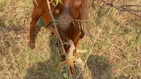 so beautiful goat, so cute and love goat7