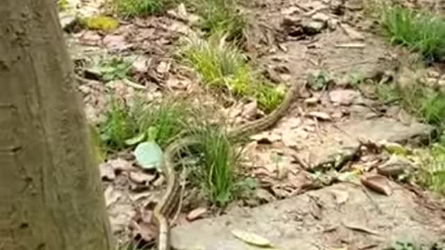 Snake vs monkeys