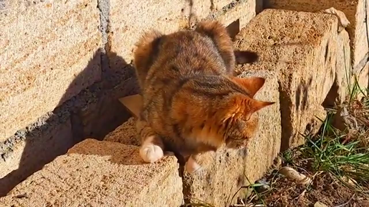 Cute stray cat and kitten 🥰 These cats are very beautiful.