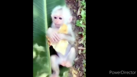 What a good life for these little monkeys. Look!