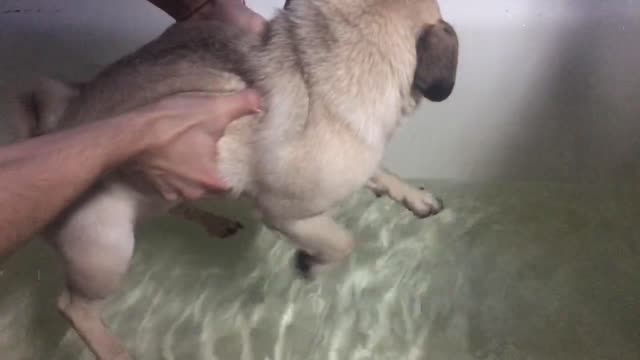 Swimming Pug