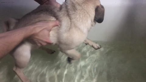 Swimming Pug