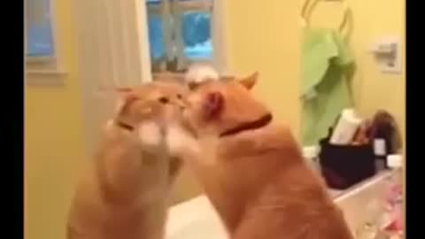 Funny cat