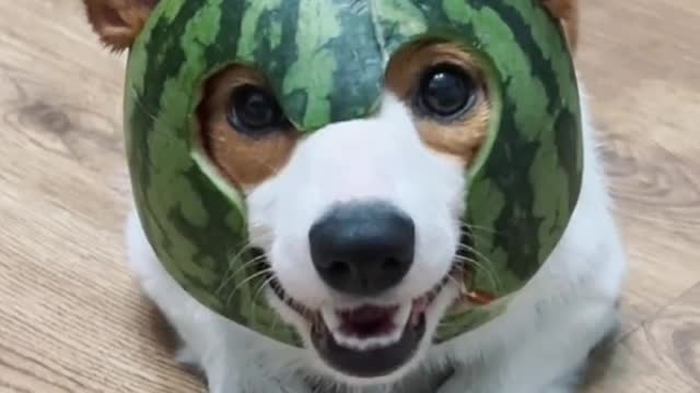 Corgi's Watermelon Peel Hat