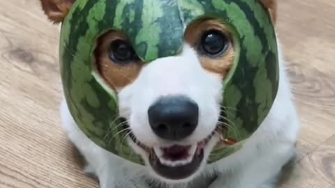 Corgi's Watermelon Peel Hat