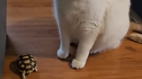 My cats love baby sulcata