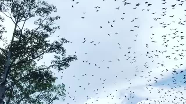 Thousand of bats are flying