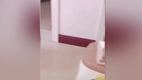 Dog cutting cake reactions