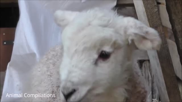 Baby Lamb (Sheep) So CUT🤣😂😂