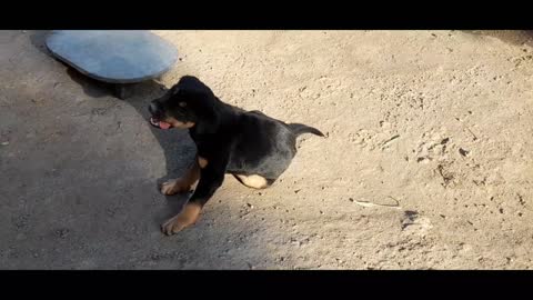 My cute pat dog