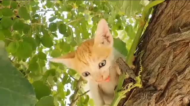 So sweet cat sound 🐈😺😺😺