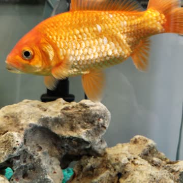 Gold fish wondering around in the aquarium