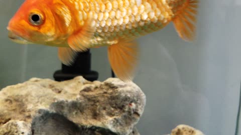 Gold fish wondering around in the aquarium