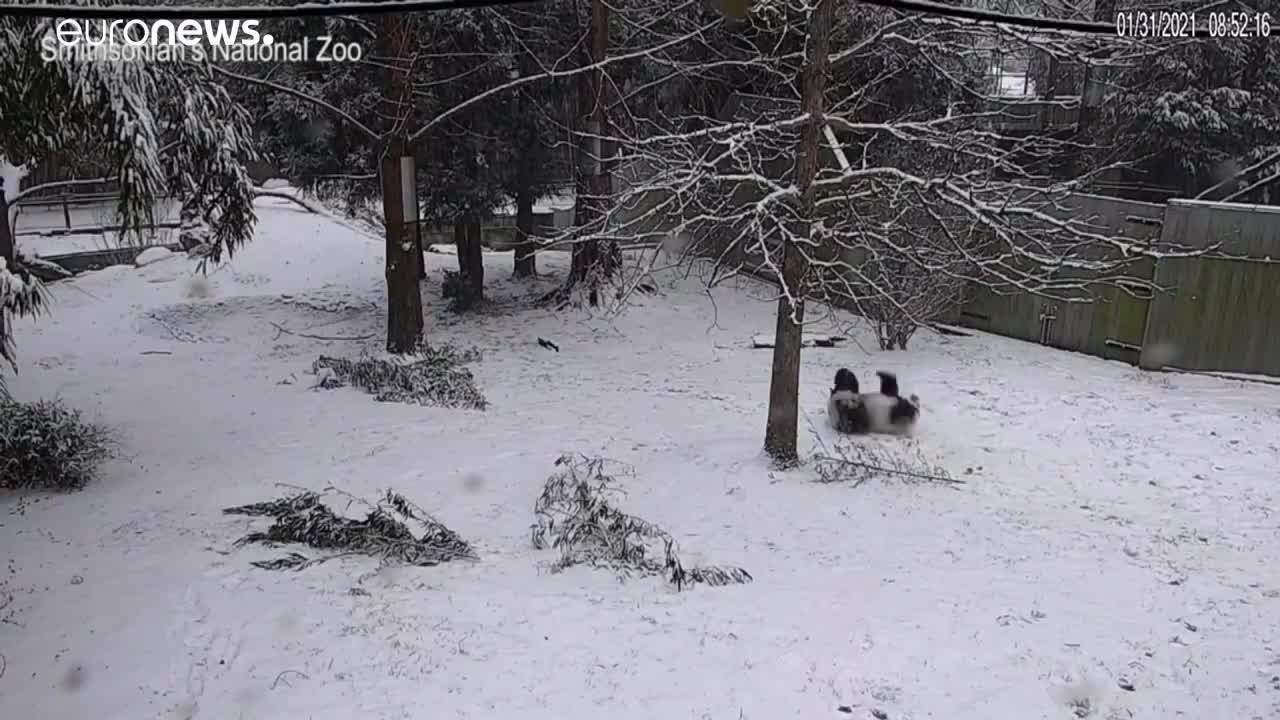 Panda playing in the snow like a child