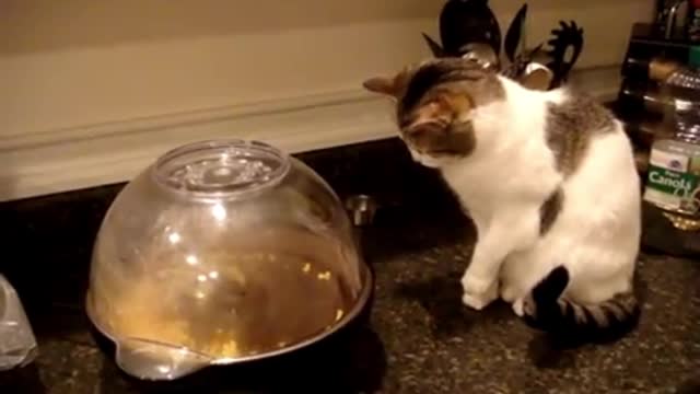 Cat Terrorized by Popcorn