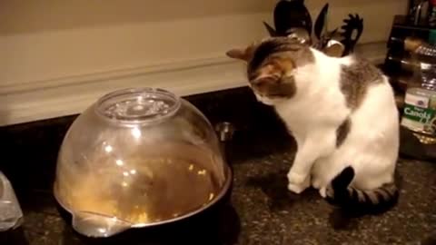 Cat Terrorized by Popcorn