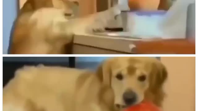 Dog is caught steeling food