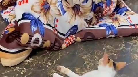 #cat #cute #kitten #pets #meow #videos #shorts #dog #catlover #cats