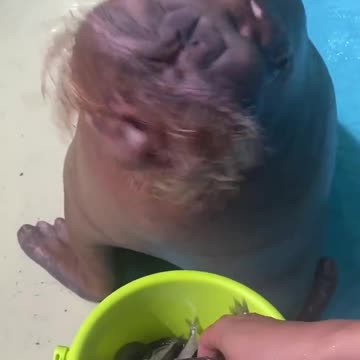 You won't believe what gone.... Funny water elephant