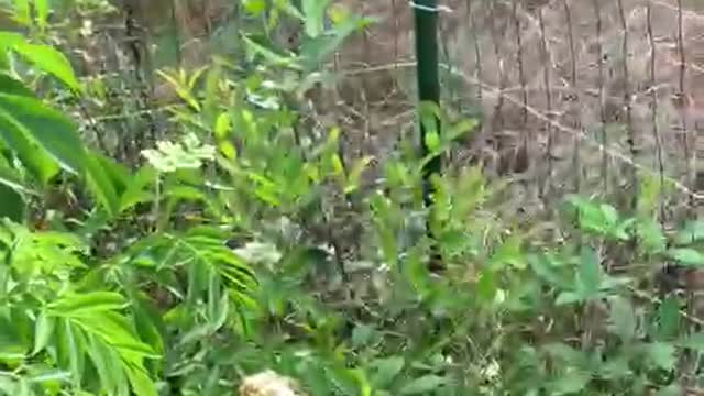 Thriving Food Forest