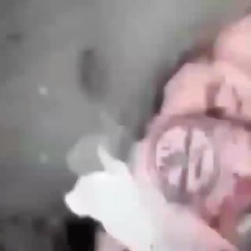 What Do You Think This Creature Is !