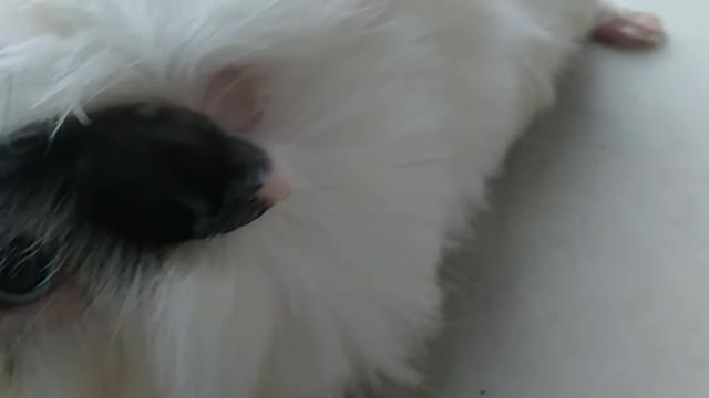 Cute and hairy guinea pig