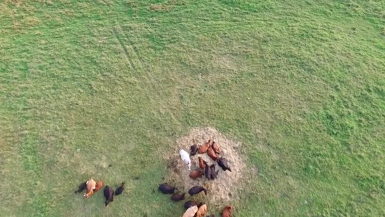 Flight Over Cows In Meadow