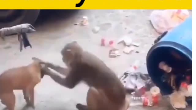 Dog vs monkey fight 😅 quick reaction #rumble #funnyvideo