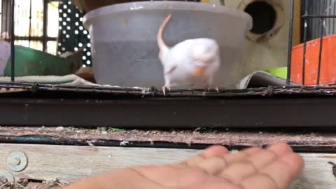 A baby Budgerigar bird