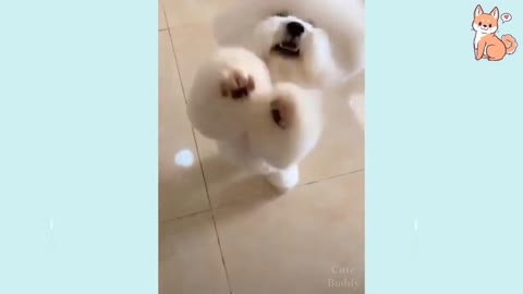 Cute baby dogs