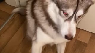 ASMR Training a Husky dog