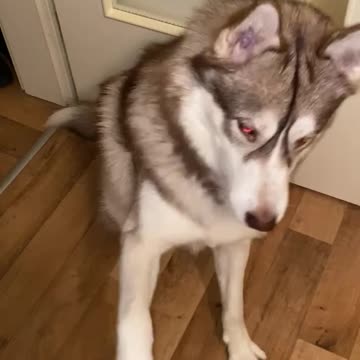 ASMR Training a Husky dog