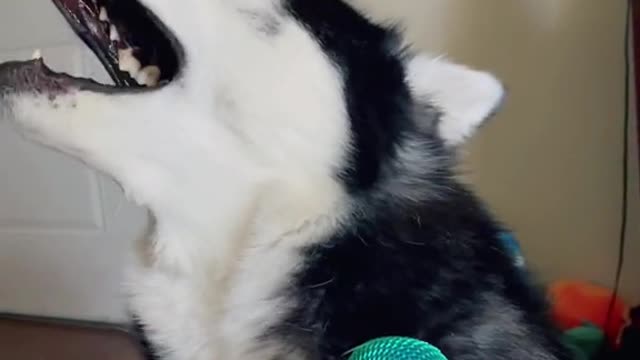 Guilty Husky Tries To Sing A Song