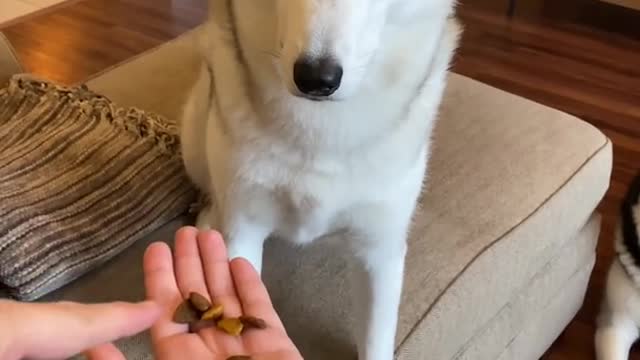 Husky MUST CHOOSE Between Dog Food & Cookies!!!