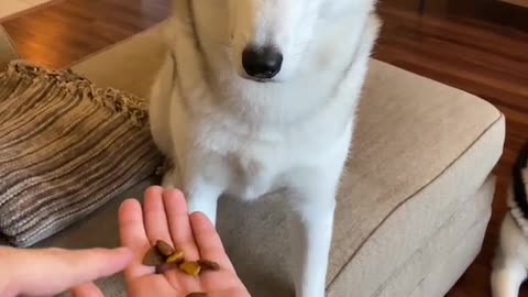 Husky MUST CHOOSE Between Dog Food & Cookies!!!