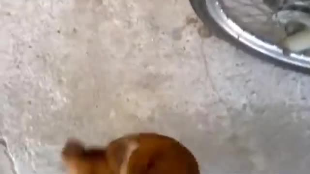 Comedy animal Comedy animal 3